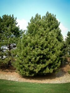 Сосна Чёрная (Pinus Nigra) купить по цене от 270.00р. в интернет-магазине «Посадика» с доставкой почтой в в Зернограде и по всей России – [изображение №1].