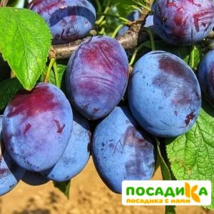 Слива Чачакская ранняя купить по цене от 229.00р. в интернет-магазине «Посадика» с доставкой почтой в в Зернограде и по всей России – [изображение №1].