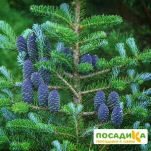 Пихта корейская (Abies koreana) купить по цене от 450.00р. в интернет-магазине «Посадика» с доставкой почтой в в Зернограде и по всей России – [изображение №1].