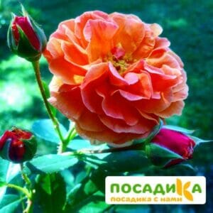 Роза Арабия купить по цене от 350.00р. в интернет-магазине «Посадика» с доставкой почтой в в Зернограде и по всей России – [изображение №1].