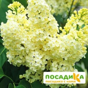 Сирень Примроуз (Primrose) купить по цене от 529.00р. в интернет-магазине «Посадика» с доставкой почтой в в Зернограде и по всей России – [изображение №1].