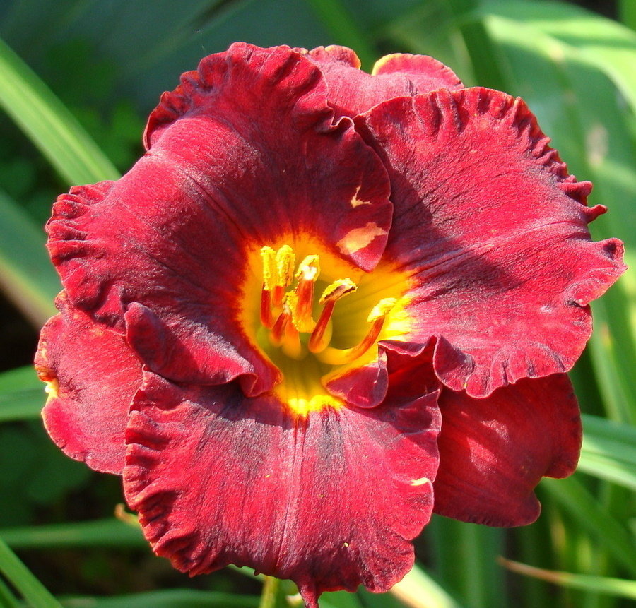 Лилейник Литл Ред Вагон / Lil’Red Wagon купить по цене от 549р. в интернет-магазине «Посадика» с доставкой почтой в в Зернограде и по всей России – [изображение №1].