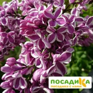 Сирень Сенсация купить по цене от 529.00р. в интернет-магазине «Посадика» с доставкой почтой в в Зернограде и по всей России – [изображение №1].