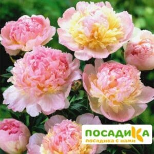 Пион Распберри Сандей (Paeonia Raspberry Sundae) купить по цене от 959р. в интернет-магазине «Посадика» с доставкой почтой в в Зернограде и по всей России – [изображение №1].