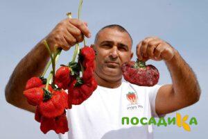 Клубника Гигант Джорнея купить по цене от 266р. в интернет-магазине «Посадика» с доставкой почтой в в Зернограде и по всей России – [изображение №1].