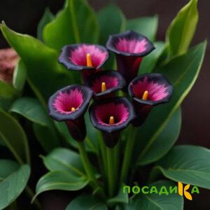 Калла Аура Лейс купить по цене от 400р. в интернет-магазине «Посадика» с доставкой почтой в в Зернограде и по всей России – [изображение №1].