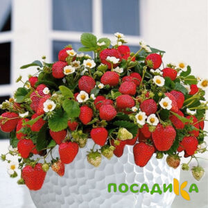 Клубника Рубиновый Шепот (горшечная) купить по цене от 240р. в интернет-магазине «Посадика» с доставкой почтой в в Зернограде и по всей России – [изображение №1].