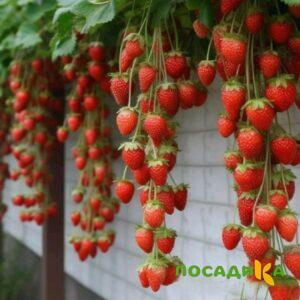 Клубника вьющаяся Комплимент купить по цене от 470р. в интернет-магазине «Посадика» с доставкой почтой в в Зернограде и по всей России – [изображение №1].