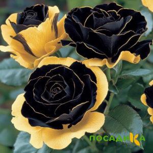 Роза Ханни Сикл купить по цене от 700р. в интернет-магазине «Посадика» с доставкой почтой в в Зернограде и по всей России – [изображение №1].