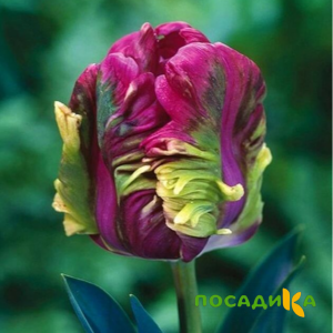 Тюльпан Экзотик Хэвен купить по цене от 186р. в интернет-магазине «Посадика» с доставкой почтой в в Зернограде и по всей России – [изображение №1].