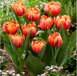 Тюльпан Гудошник Дабл купить по цене от 185р. в интернет-магазине «Посадика» с доставкой почтой в в Зернограде и по всей России – [изображение №1].