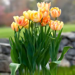 Тюльпан Верона Санрайз купить по цене от 280р. в интернет-магазине «Посадика» с доставкой почтой в в Зернограде и по всей России – [изображение №1].