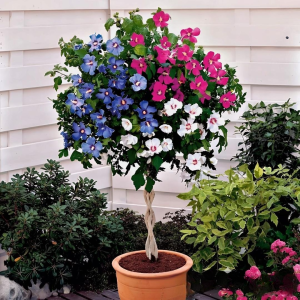 Гибискус-Дерево Триколор купить по цене от 289р. в интернет-магазине «Посадика» с доставкой почтой в в Зернограде и по всей России – [изображение №1].