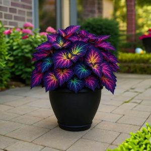 Хоста Фрости Блю купить по цене от 389р. в интернет-магазине «Посадика» с доставкой почтой в в Зернограде и по всей России – [изображение №1].