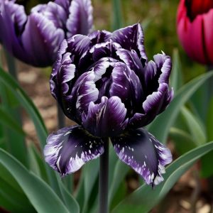 Тюльпан Индиго купить по цене от 600р. в интернет-магазине «Посадика» с доставкой почтой в в Зернограде и по всей России – [изображение №1].