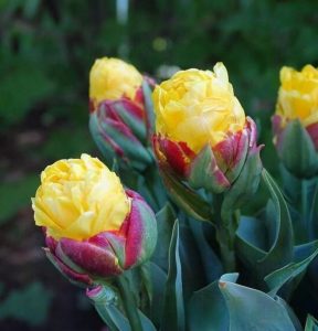 Тюльпан Айс Крим Банана купить по цене от 360р. в интернет-магазине «Посадика» с доставкой почтой в в Зернограде и по всей России – [изображение №1].