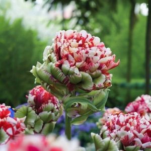 Тюльпан Дабл Флеминг Берд купить по цене от 249р. в интернет-магазине «Посадика» с доставкой почтой в в Зернограде и по всей России – [изображение №1].