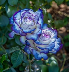 Роза Пэтолз Хоуп купить по цене от 333р. в интернет-магазине «Посадика» с доставкой почтой в в Зернограде и по всей России – [изображение №1].