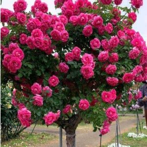 Роза Версаля купить по цене от 232р. в интернет-магазине «Посадика» с доставкой почтой в в Зернограде и по всей России – [изображение №1].