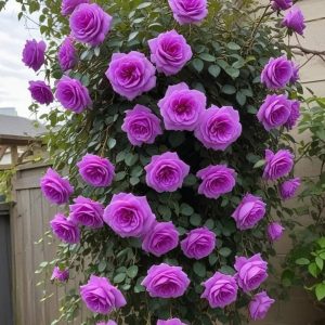 Роза Мистик Уайт купить по цене от 620р. в интернет-магазине «Посадика» с доставкой почтой в в Зернограде и по всей России – [изображение №1].