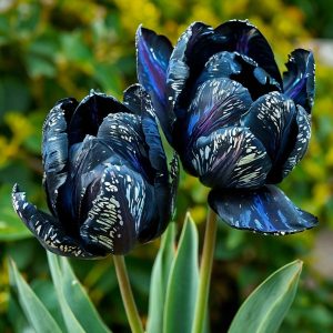 Тюльпан Блю Фог купить по цене от 500р. в интернет-магазине «Посадика» с доставкой почтой в в Зернограде и по всей России – [изображение №1].