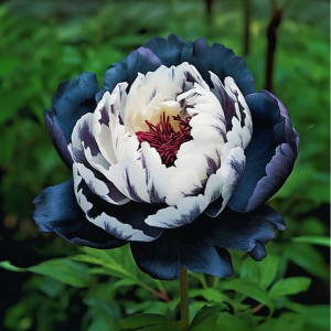 Пион Древовидный Инь-Янь купить по цене от 419р. в интернет-магазине «Посадика» с доставкой почтой в в Зернограде и по всей России – [изображение №1].