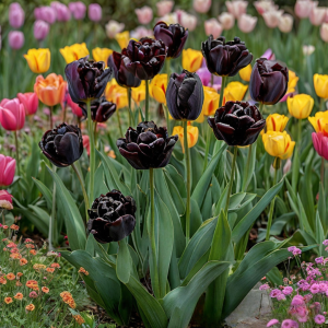 Тюльпан махровый Рейдинс Дарк купить по цене от 230р. в интернет-магазине «Посадика» с доставкой почтой в в Зернограде и по всей России – [изображение №1].