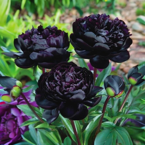 Пион Королевский Бархат купить по цене от 419р. в интернет-магазине «Посадика» с доставкой почтой в в Зернограде и по всей России – [изображение №1].