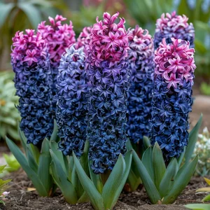 Гиацинт Блю Спринг купить по цене от 2099р. в интернет-магазине «Посадика» с доставкой почтой в в Зернограде и по всей России – [изображение №1].