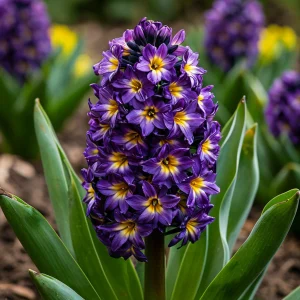 Гиацинт Вельвет Колор купить по цене от 2099р. в интернет-магазине «Посадика» с доставкой почтой в в Зернограде и по всей России – [изображение №1].