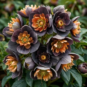 Морозник Блум Айс купить по цене от 499р. в интернет-магазине «Посадика» с доставкой почтой в в Зернограде и по всей России – [изображение №1].