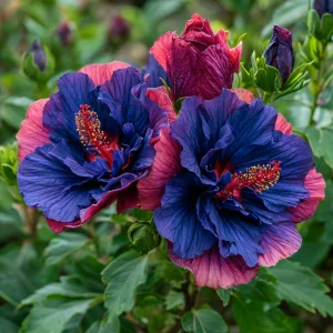 Гибискус Роуз Шайн купить по цене от 360р. в интернет-магазине «Посадика» с доставкой почтой в в Зернограде и по всей России – [изображение №1].