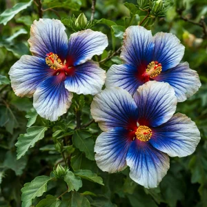 Гибискус Илюжн Вилью купить по цене от 259р. в интернет-магазине «Посадика» с доставкой почтой в в Зернограде и по всей России – [изображение №1].