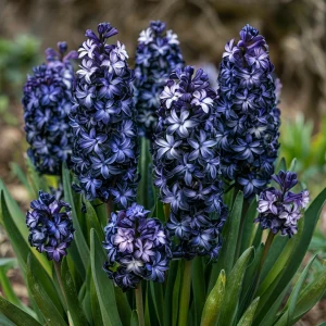 Гиацинт Блум Клауд купить по цене от 2099р. в интернет-магазине «Посадика» с доставкой почтой в в Зернограде и по всей России – [изображение №1].