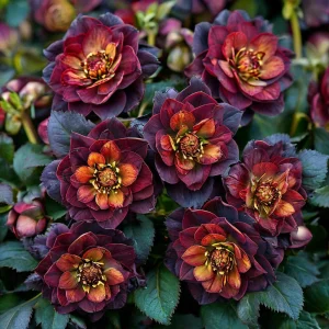 Морозник Сноу Дроп купить по цене от 348р. в интернет-магазине «Посадика» с доставкой почтой в в Зернограде и по всей России – [изображение №1].