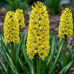 Гиацинт Сансет Голд купить по цене от 2099р. в интернет-магазине «Посадика» с доставкой почтой в в Зернограде и по всей России – [изображение №1].