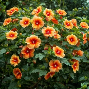 Гибискус Кристал Рэй купить по цене от 458р. в интернет-магазине «Посадика» с доставкой почтой в в Зернограде и по всей России – [изображение №1].