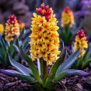 Гиацинт Миднайт Мистери купить по цене от 2099р. в интернет-магазине «Посадика» с доставкой почтой в в Зернограде и по всей России – [изображение №1].