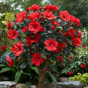 Гибискус Миднайт Роуз купить по цене от 269р. в интернет-магазине «Посадика» с доставкой почтой в в Зернограде и по всей России – [изображение №1].