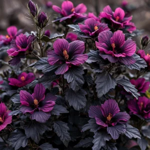 Гибискус Корал Чарм купить по цене от 271р. в интернет-магазине «Посадика» с доставкой почтой в в Зернограде и по всей России – [изображение №1].