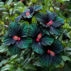 Гибискус Пикок Плюм купить по цене от 490р. в интернет-магазине «Посадика» с доставкой почтой в в Зернограде и по всей России – [изображение №1].