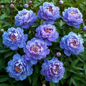 Пион Голубой лотос купить по цене от 590р. в интернет-магазине «Посадика» с доставкой почтой в в Зернограде и по всей России – [изображение №1].