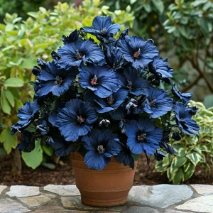 Гибискус Селестиал Флейм купить по цене от 326р. в интернет-магазине «Посадика» с доставкой почтой в в Зернограде и по всей России – [изображение №1].