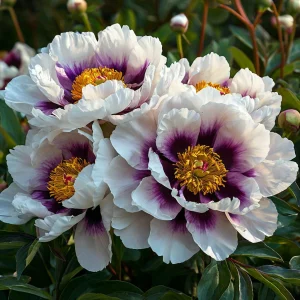 Пион Эко Саммер купить по цене от 548р. в интернет-магазине «Посадика» с доставкой почтой в в Зернограде и по всей России – [изображение №1].