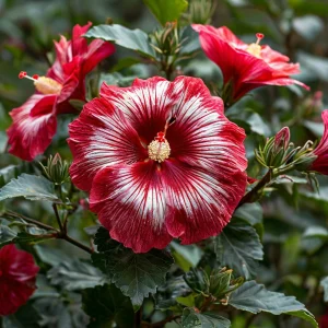 Гибискус Пурпл Мистик купить по цене от 360р. в интернет-магазине «Посадика» с доставкой почтой в в Зернограде и по всей России – [изображение №1].