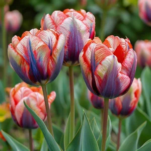 Тюльпан Эбисан Грэйс купить по цене от 217р. в интернет-магазине «Посадика» с доставкой почтой в в Зернограде и по всей России – [изображение №1].