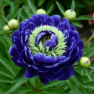 Пион Дримвивер купить по цене от 417р. в интернет-магазине «Посадика» с доставкой почтой в в Зернограде и по всей России – [изображение №1].