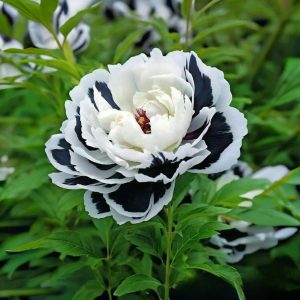 Пион Монохромный Шик купить по цене от 429р. в интернет-магазине «Посадика» с доставкой почтой в в Зернограде и по всей России – [изображение №1].