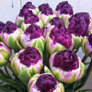 Тюльпан Анаконда купить по цене от 450р. в интернет-магазине «Посадика» с доставкой почтой в в Зернограде и по всей России – [изображение №1].