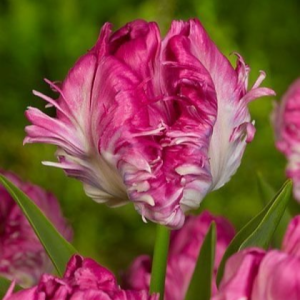 Тюльпан махровый Кул Кристал купить по цене от 400р. в интернет-магазине «Посадика» с доставкой почтой в в Зернограде и по всей России – [изображение №1].